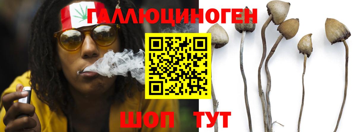 Галлюциногенные грибы Psilocybe Каменск-Уральский